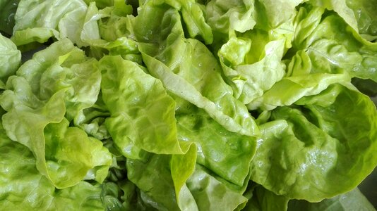 Lettuce salad green photo