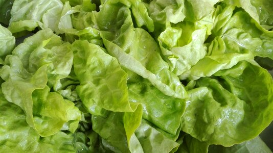 Lettuce salad green