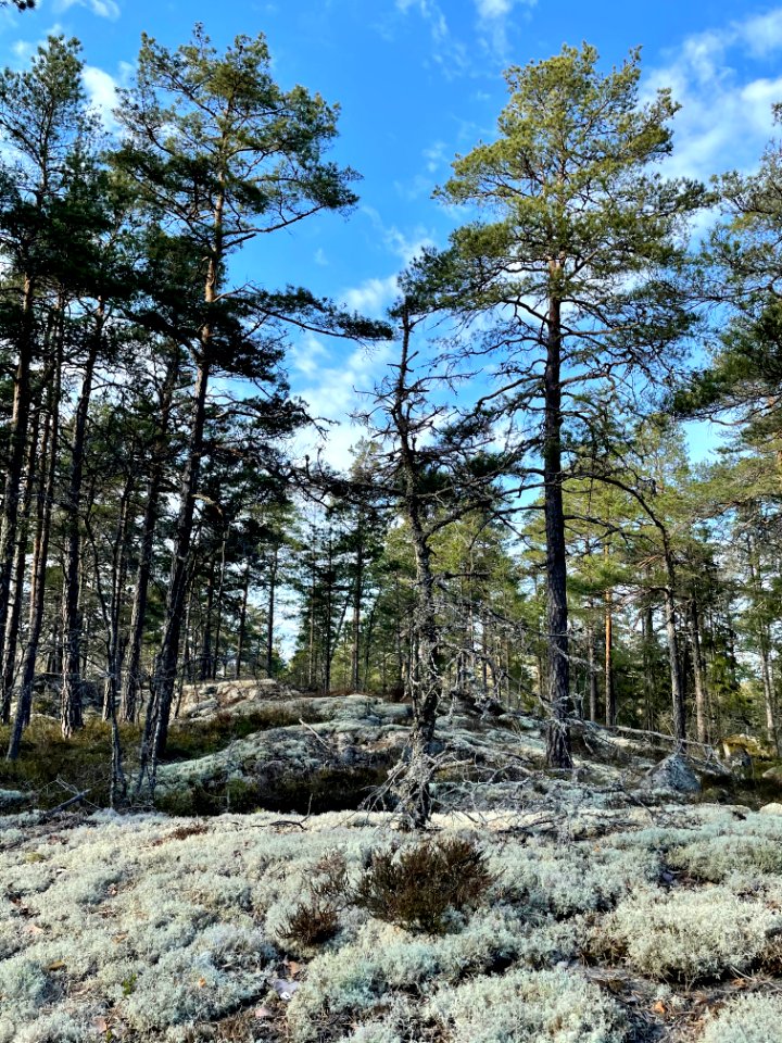 Utterviks naturreservat