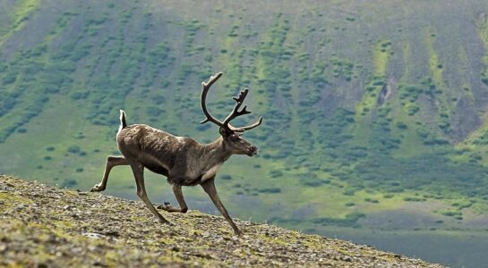 Nature antlers wilderness