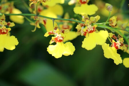 Delicacy garden flowers