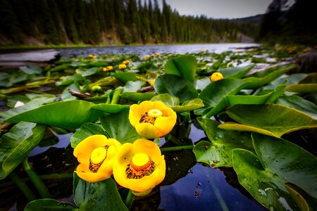Plants river yellowstone