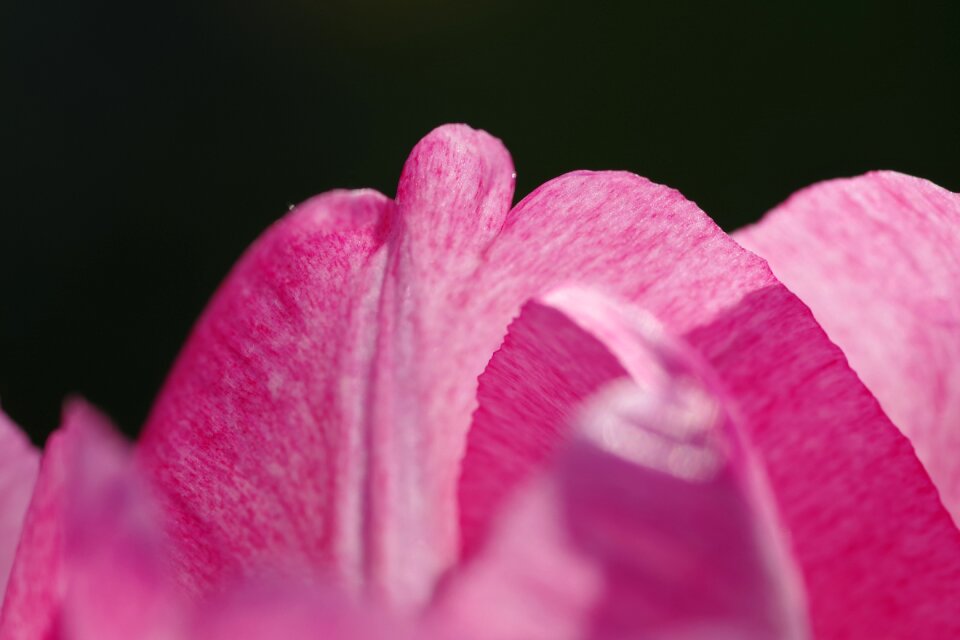 Flower macro dark background