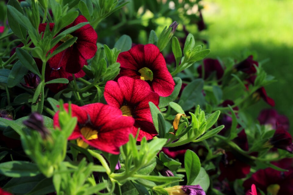 Bloom blossom floral