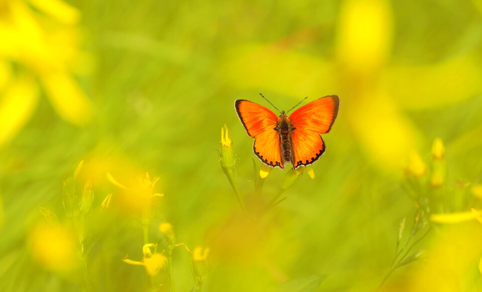 Butterfly lycaena virgaureae nature