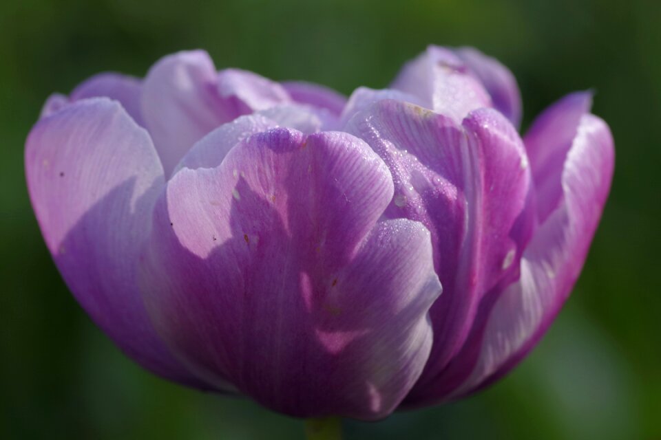 Tulip cup single