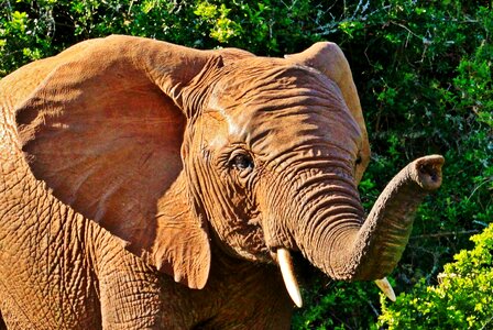 African bush elephant tusks proboscis