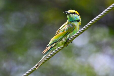 Bee eater fauna nature photo