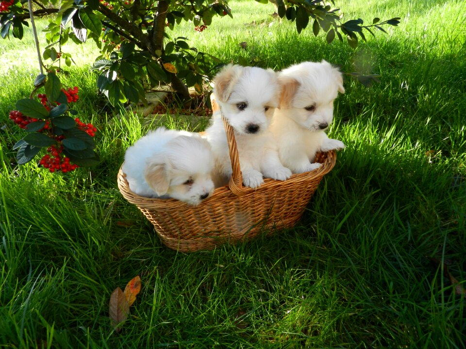 Animals animal domestic cotton tulear