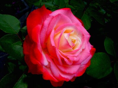 Rose bloom bloom rose flower photo