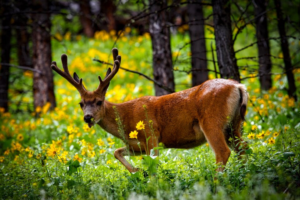 Mule deer buck stag