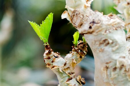 Singapore nature blossom photo