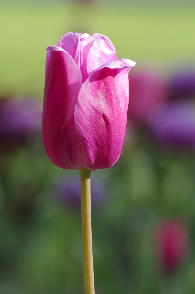 Pink violet lilowy
