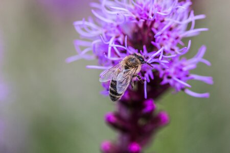 Insect shrub flower photo