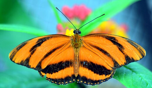 Butterfly tropical exotic photo