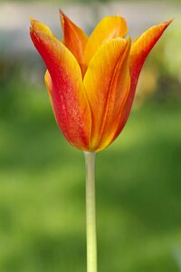 Tulip red the stem photo