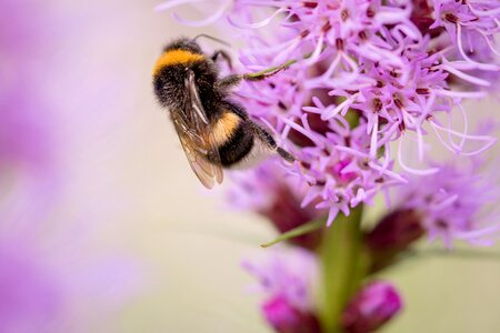 Insect shrub flower photo