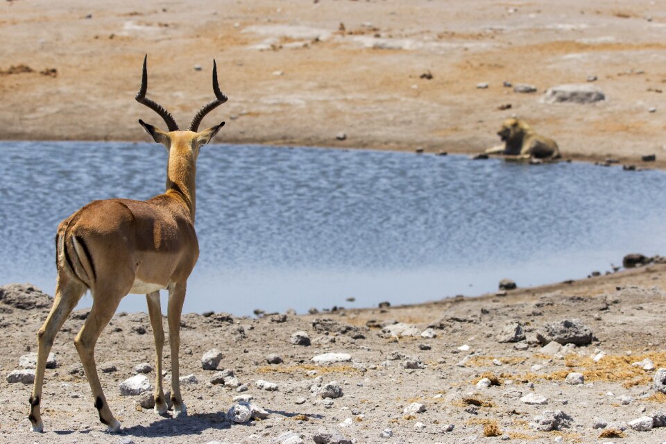 Water hole water hole