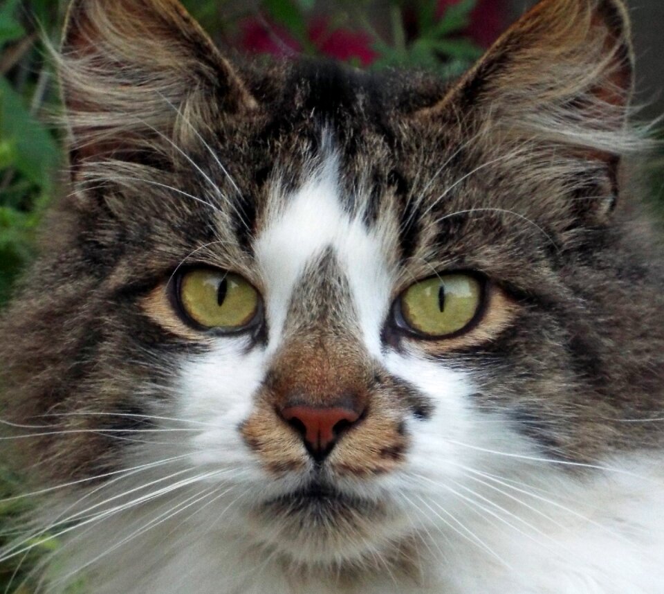 House animal feline
