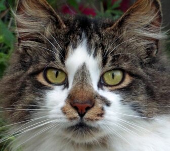 House animal feline