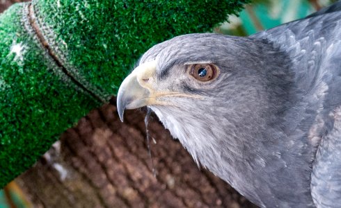 Unknown bird in Miranda Zoo, Caracas 2