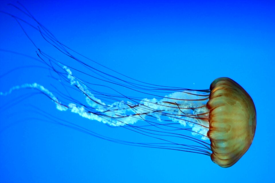 Underwater aquarium wildlife