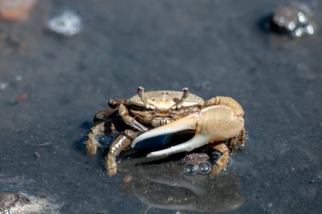 Unknown crab photo
