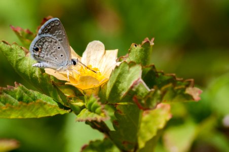 Unknown butterfly 45
