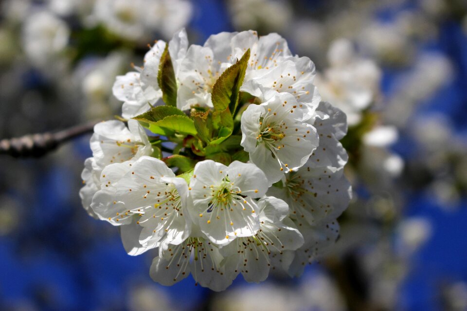 Flowering cherry blossom white flowers