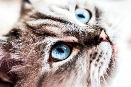 Siberian forest cat blue eye neva masquarade