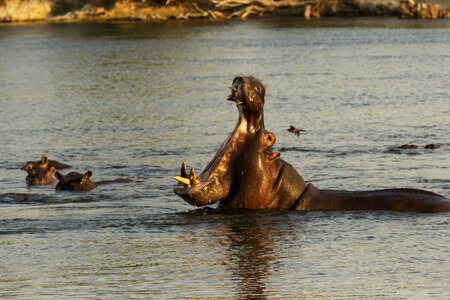 Wild water yawn photo