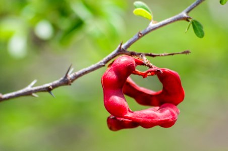 Unkonwn plant