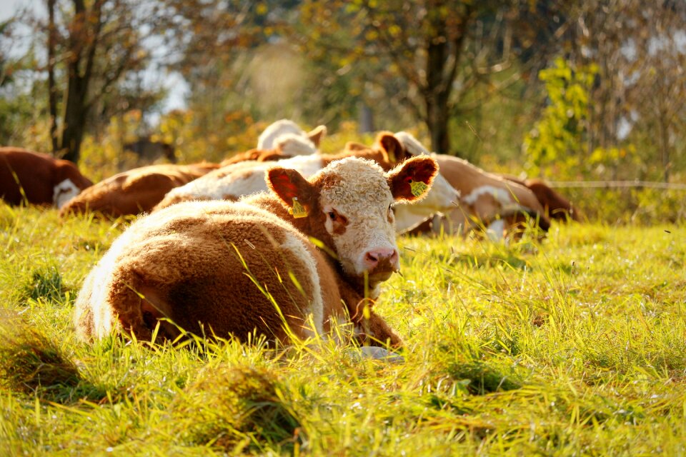Animal pasture nature