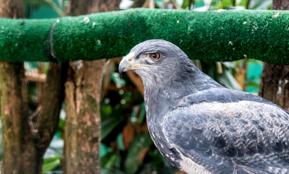 Unknown bird in Miranda Zoo, Caracas 3