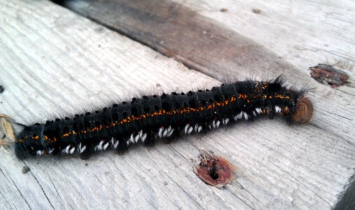 A larva of butterfly insect macro photo