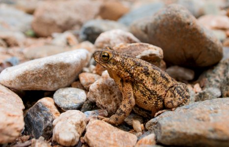Unknown Bufonidae from Margarita Island