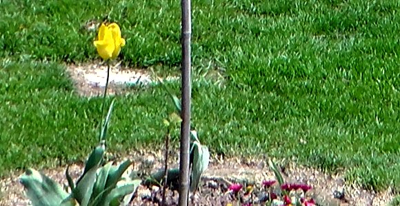 Unknown plant 2012-05-08 14-04-48