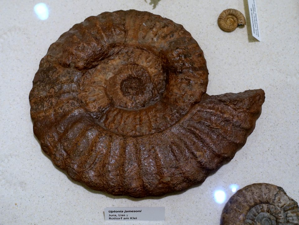 Uptonia jamesoni - Naturhistorisches Museum, Braunschweig, Germany - DSC05251