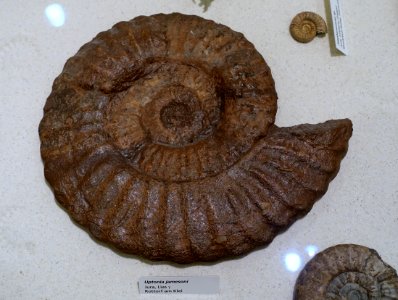 Uptonia jamesoni - Naturhistorisches Museum, Braunschweig, Germany - DSC05251