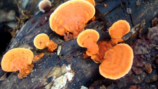 Unknown Fungi 4 photo