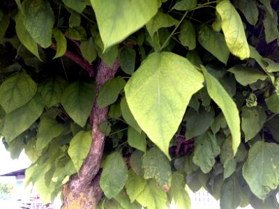 Unknown plant 2013-07-14 20-15-59