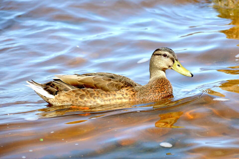 Peterhof lake nature