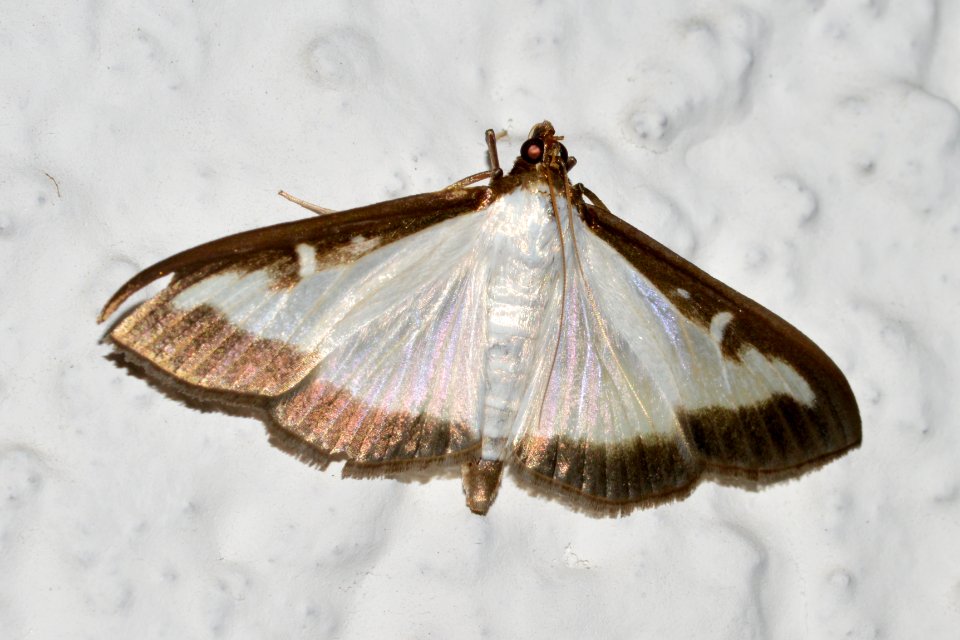 Unknown moth 2016-09-19 23-05-34