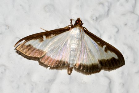 Unknown moth 2016-09-19 23-05-34