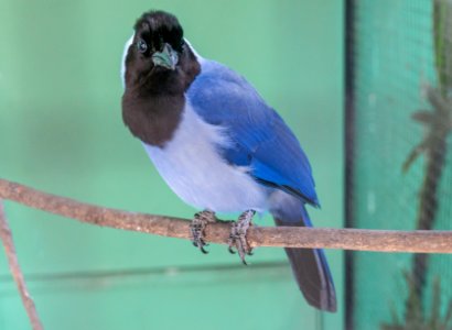 Unknown bird in Miranda Zoo, Caracas