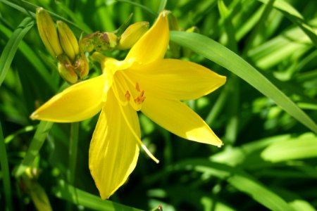 Unnamed hybrid daylily, 2021-05-13, Beechview, 02