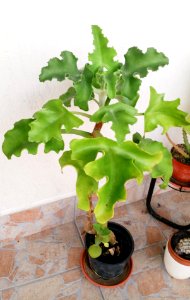 Unknown plant, probably succulent