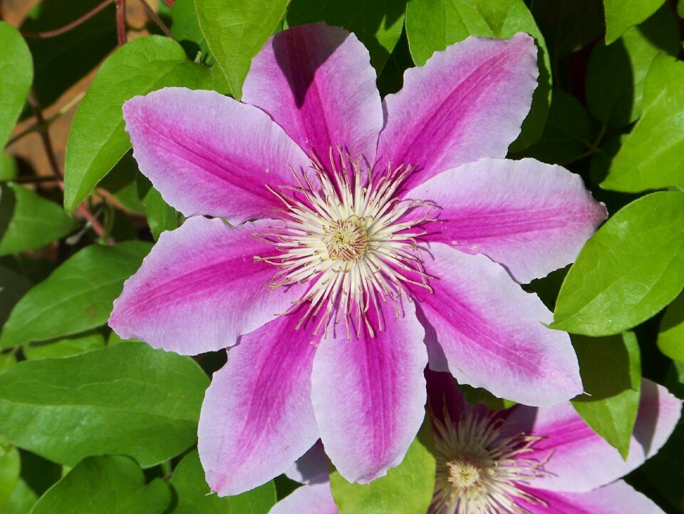 Flower bloom garden