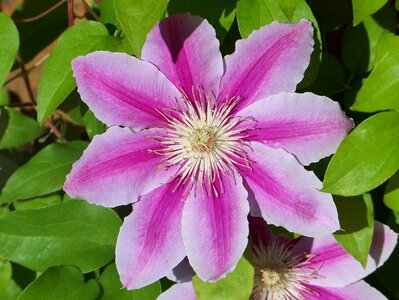 Flower bloom garden