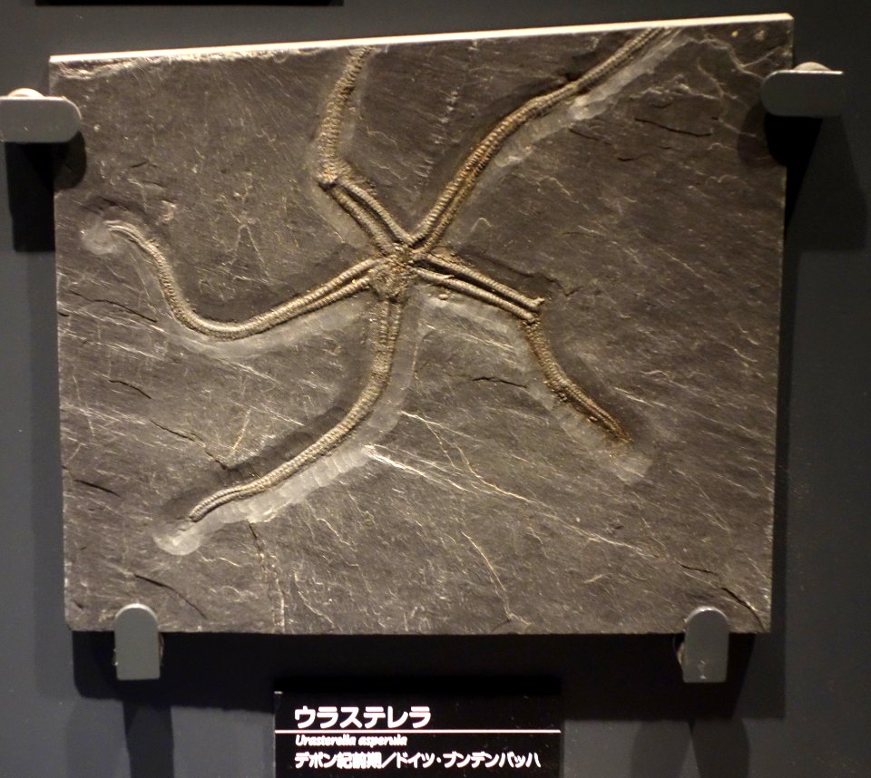 Urasterella asperula - National Museum of Nature and Science, Tokyo - DSC07711